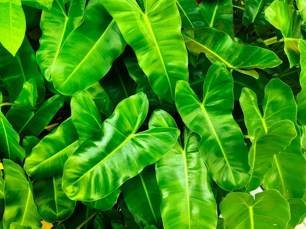 Tips voor een balkon vol groen!